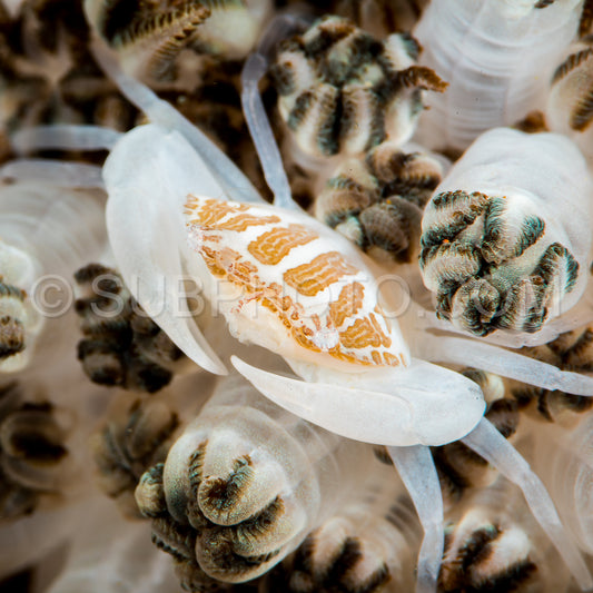 Photo de Crabe nageant dans une anémone