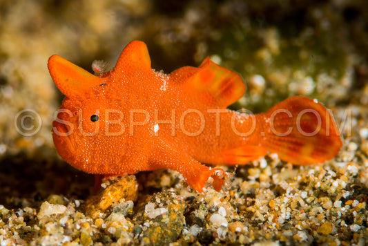 juvenile painted frogfish