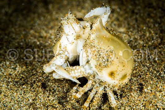 Photo de combat de crabes à deux bourses d'olives