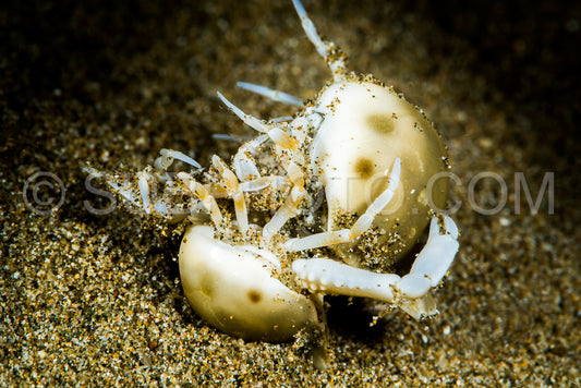 Photo de combat de crabes à deux bourses d'olives
