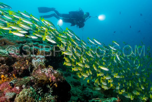 scuba diver with school of bigeye snapper fish