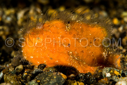 juvenile hairy striated frogfish