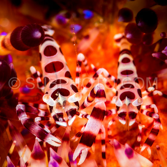 Photo de Couple de crevettes Coleman dans un oursin de feu