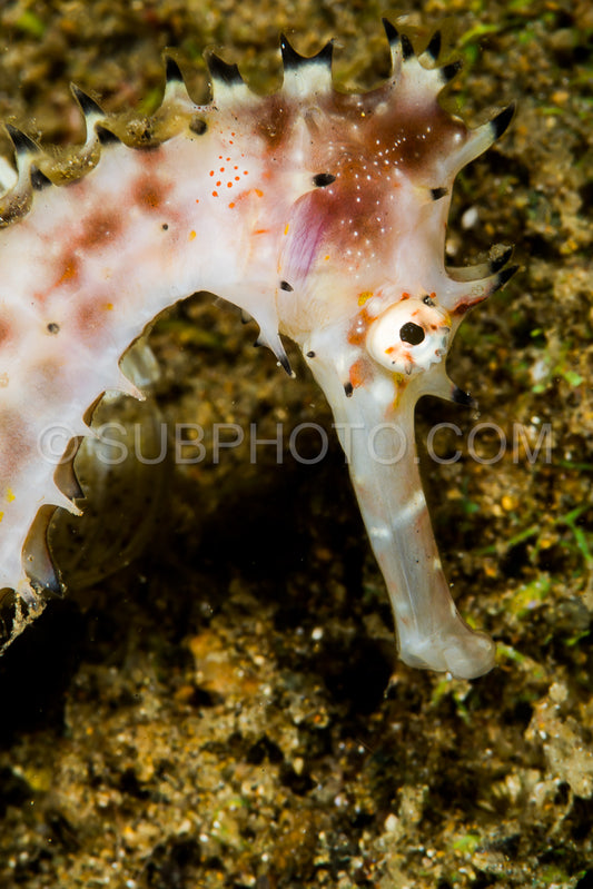 unknwn specy of seahorse closeup