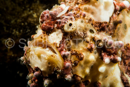 painted frogfish closeup