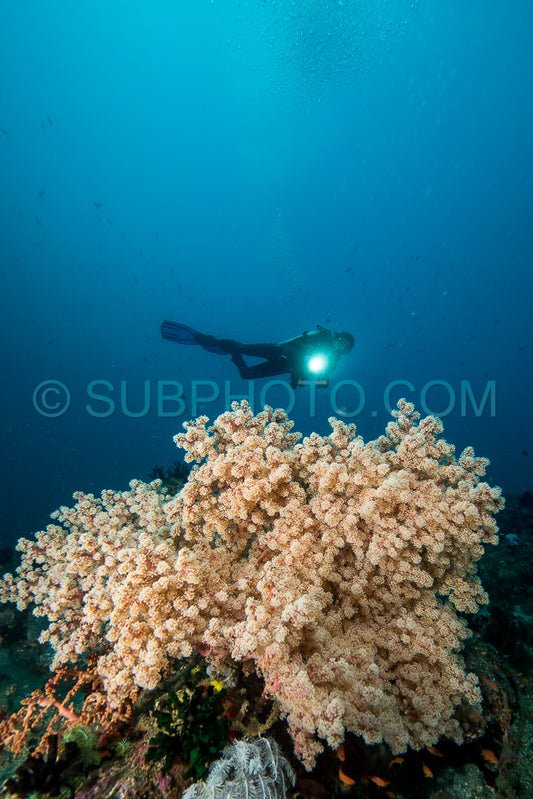 woman scuba diving over soft coral on a tropical reef