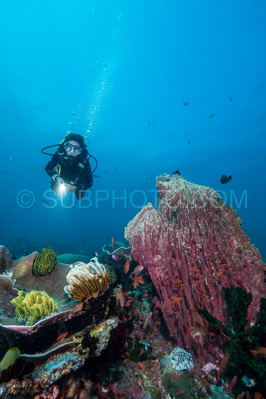 woman scuba diving on a tropical reef in the Philippines