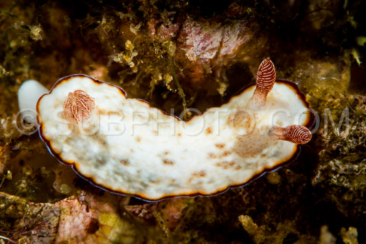 undertermined noumea nudibranch