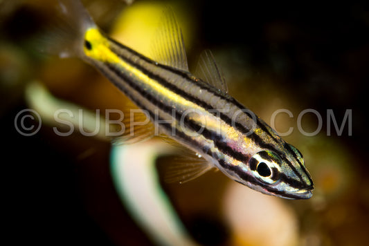 fivelined cardinalfish fish