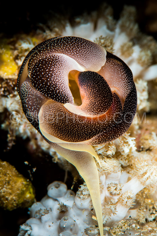 two nudibranch chelidonura amoena Bergh mating