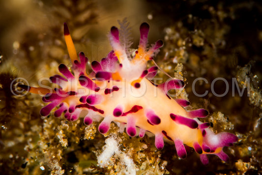 nudibranch aegires villosus farran