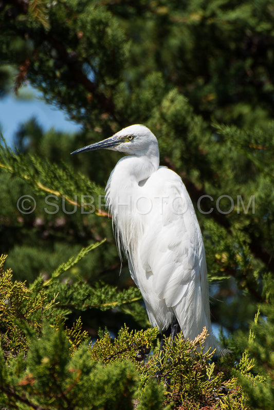 egret resting on a pine tree