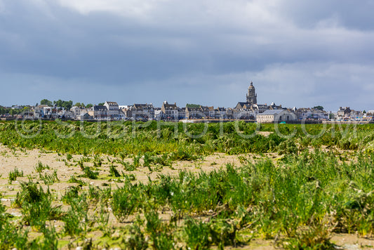 Glasswort (Salicornia europaea) in the Grand Traict- Le Croisic- Bretagne- France