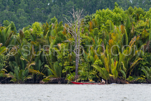 Wooden boat cruising Berau river- Borneo- Kalimantnan- Indonesia