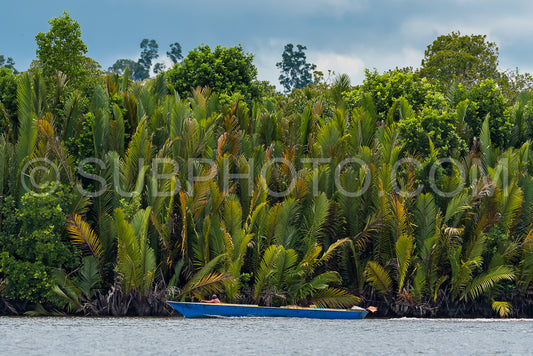 Wooden boat cruising Berau river- Borneo- Kalimantnan- Indonesia