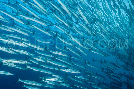 Photo de Banc de barracudas à nageoires noires dans le Big Fish Country- Maratua- Kalimantan- Borneo- Indonésie