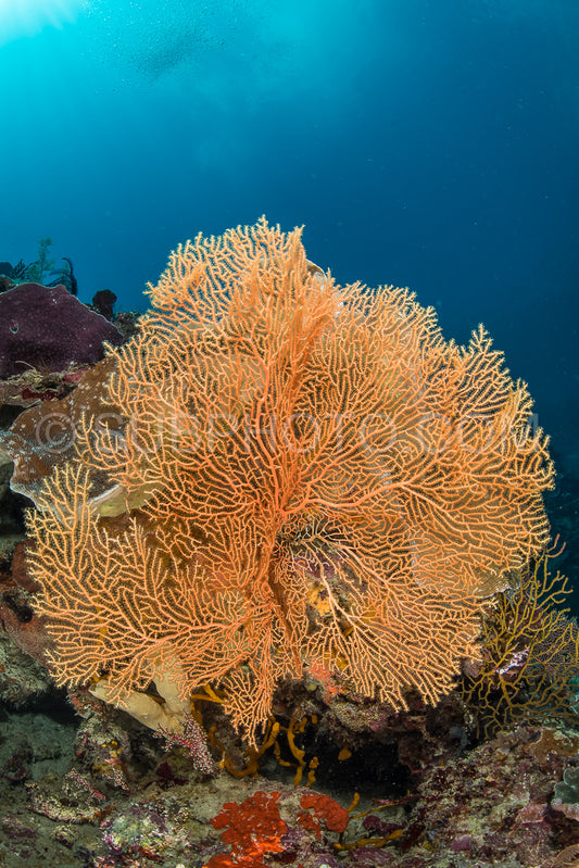 Photo de éventail de mer sur la pente d'un récif corallien