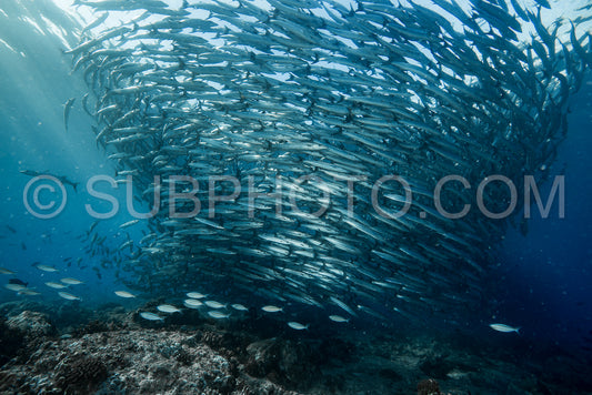 Photo de Banc de barracudas à nageoires noires dans le Big Fish Country- Maratua- Kalimantan- Borneo- Indonésie