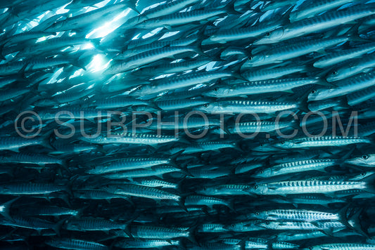 Photo de Banc de barracudas à nageoires noires dans le Big Fish Country- Maratua- Kalimantan- Borneo- Indonésie