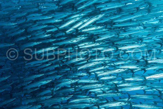 Photo de Banc de barracudas à nageoires noires dans le Big Fish Country- Maratua- Kalimantan- Borneo- Indonésie