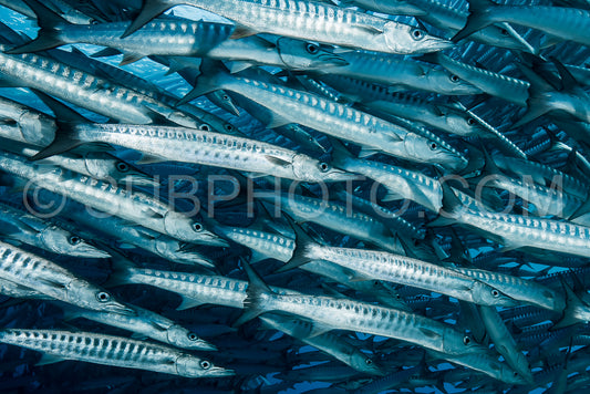 Photo de Banc de barracudas à nageoires noires dans le Big Fish Country- Maratua- Kalimantan- Borneo- Indonésie