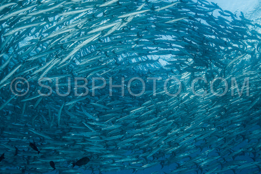 Photo de Banc de barracudas à nageoires noires dans le Big Fish Country- Maratua- Kalimantan- Borneo- Indonésie
