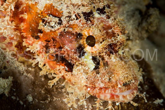 tasseled scorpionfish head