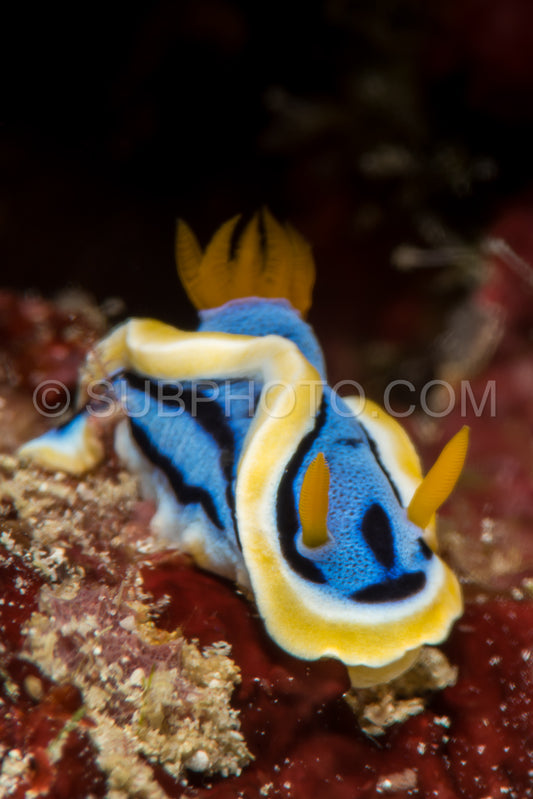 colorful sea slug chromodoris annae Berg