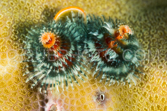 Spirobranchus giganteus- commonly known as Christmas tree worms- are tube-building polychaete worms belonging to the family Serpulidae