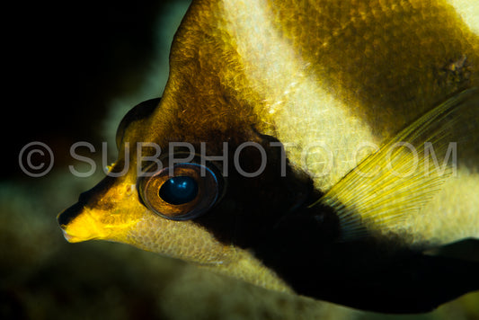 Blacklip butterflyfish