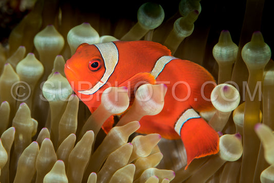 spinecheek anemonefish- clownfish
