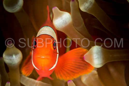 spinecheek anemonefish- clownfish
