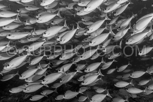group of barred unicornfish in black and white