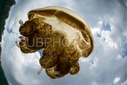 Martigias Papua Jellyfish- Jellyfish Lake- Kakaban- Indonesia