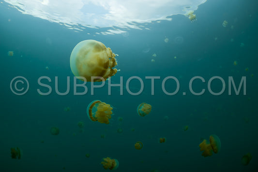 Martigias Papua Jellyfish- Jellyfish Lake- Kakaban- Indonesia