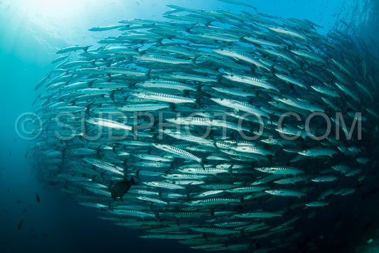 Photo de Banc de barracudas à nageoires noires dans le Big Fish Country- Maratua- Kalimantan- Borneo- Indonésie