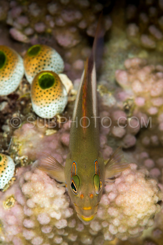 arc-eye hawkfish on coral