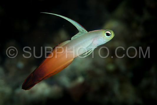 fire dartfish on a black background- goby