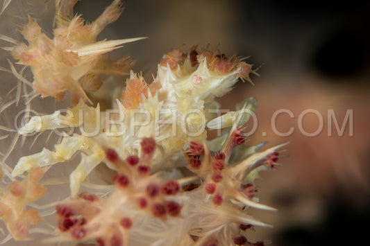 Photo de crabe de corail mou