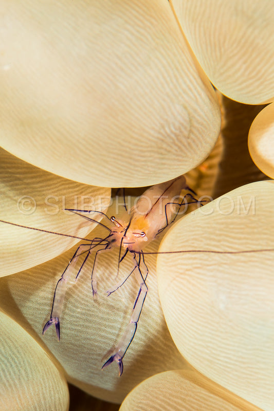 Photo de crevette corail à bulles