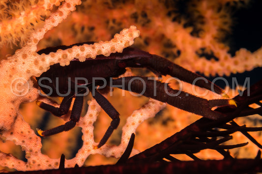 Photo de baba crinoïde langouste