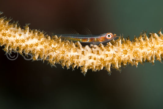 wire coral goby