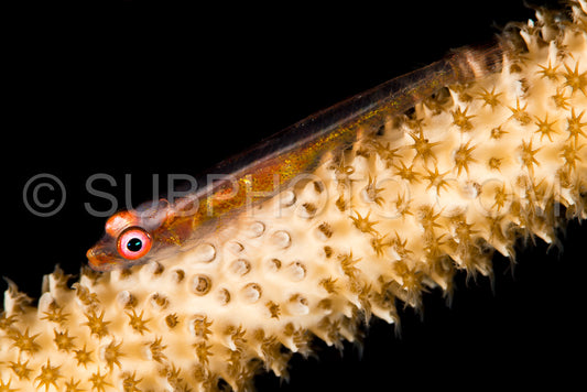 wire coral goby