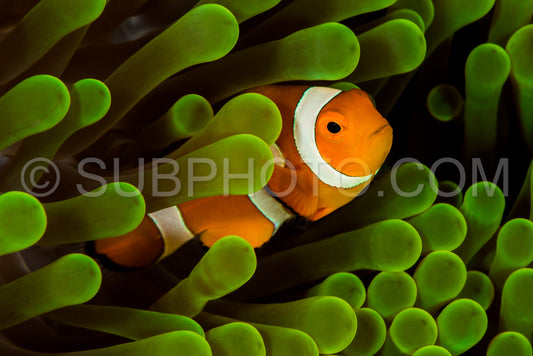 false clown anemonefish- clownfish
