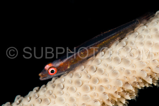 wire coral goby