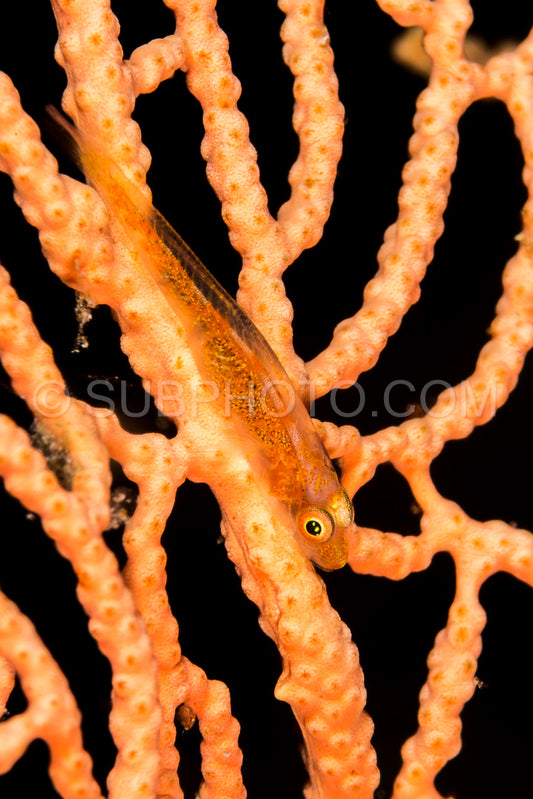 large whip goby