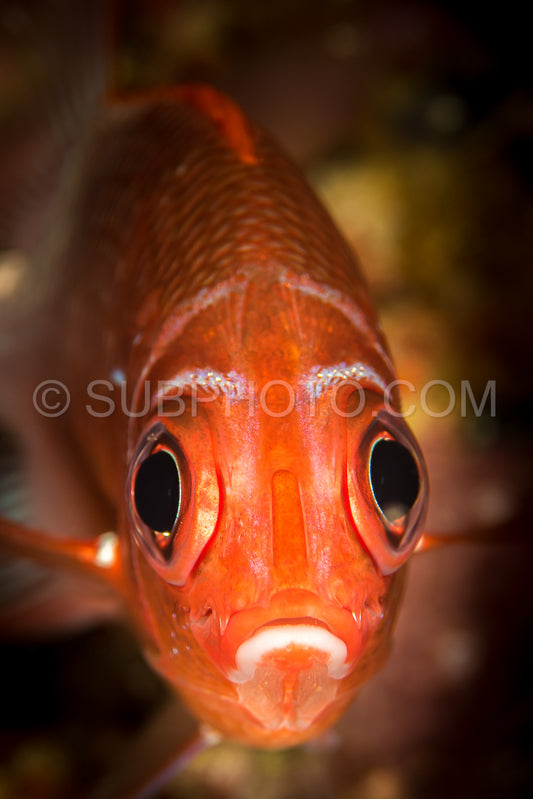 pink squirrelfish looking at you