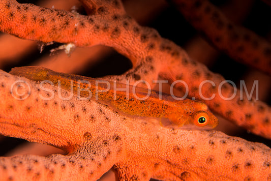 large whip goby