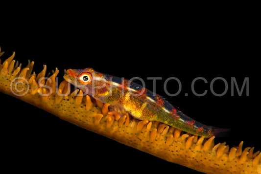 wire coral goby