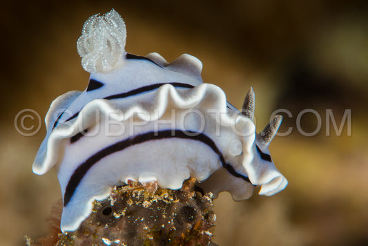 nudibranch chromodoris willani Rudman